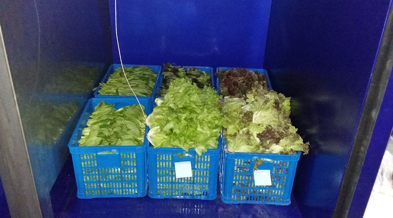 Focusun vacuum cooler for vegetables and fruits